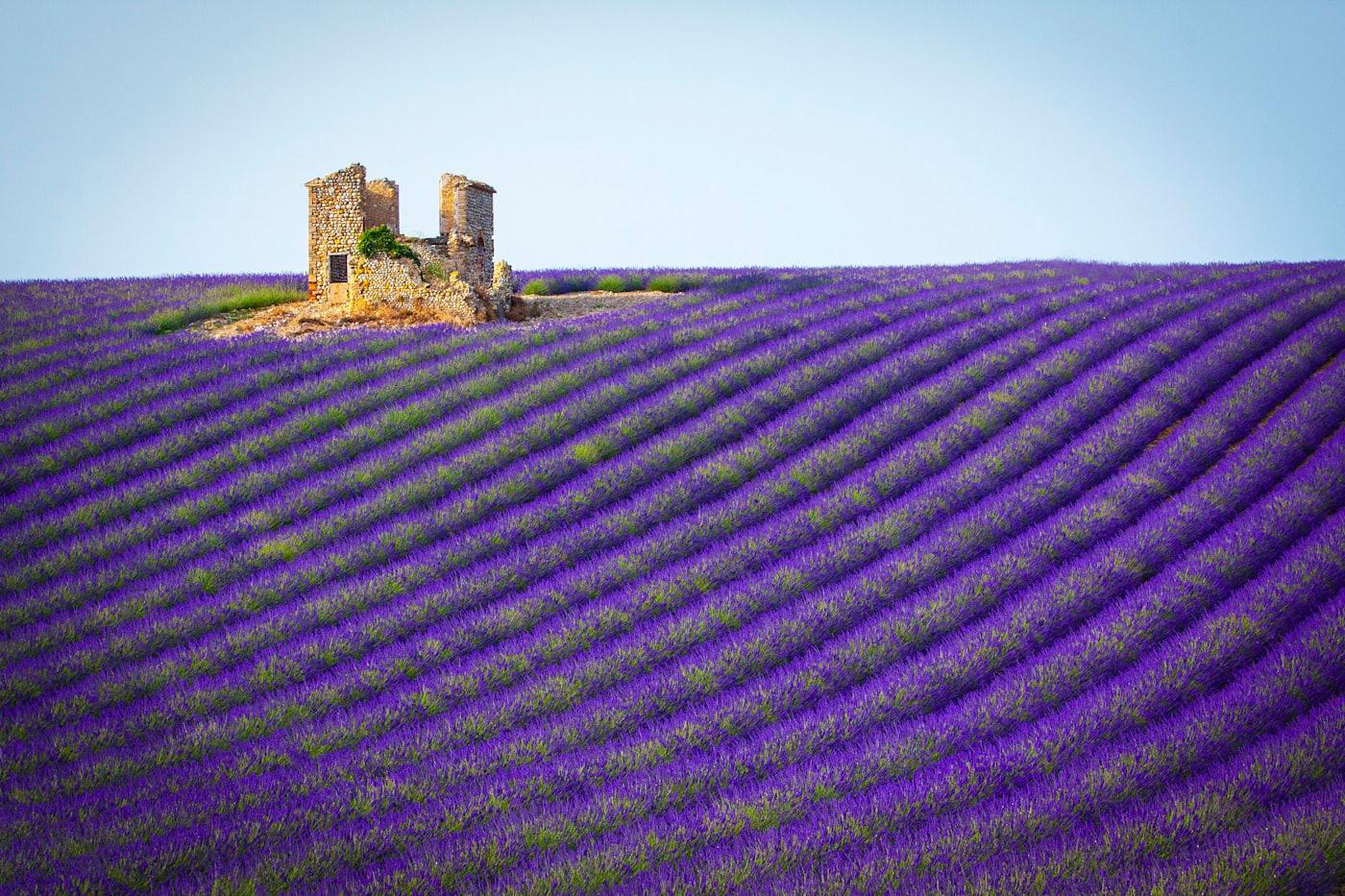A field of lavender