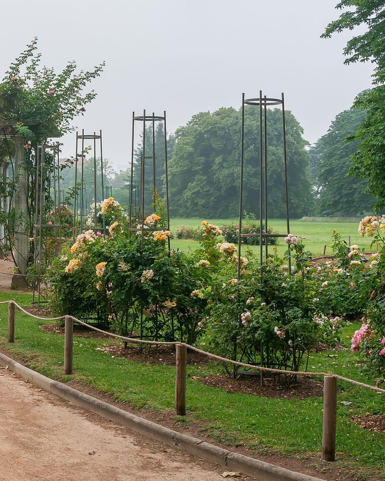 The rose garden of the Parc de la Tête d'Or in flower